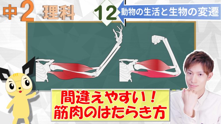 骨と筋肉のはたらき 中２理科 動物の生活と生物の変遷 エデュサイ