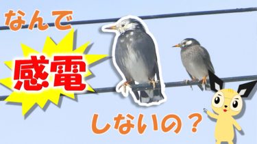 鳥が電線で感電しないのはなぜ？